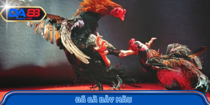 Đá gà bảy màu