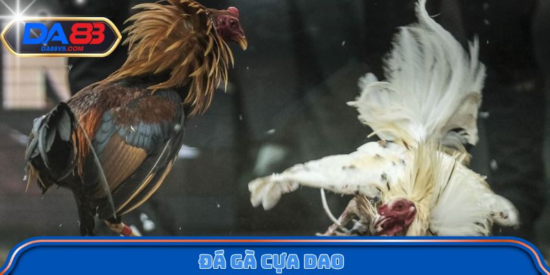 Đá Gà Cựa Dao