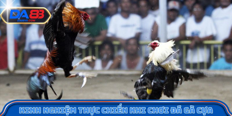 Kinh nghiệm thực chiến khi chơi đá gà cựa dao