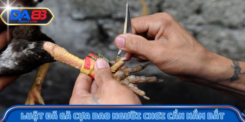 Luật đá gà cựa dao người chơi cần nắm bắt